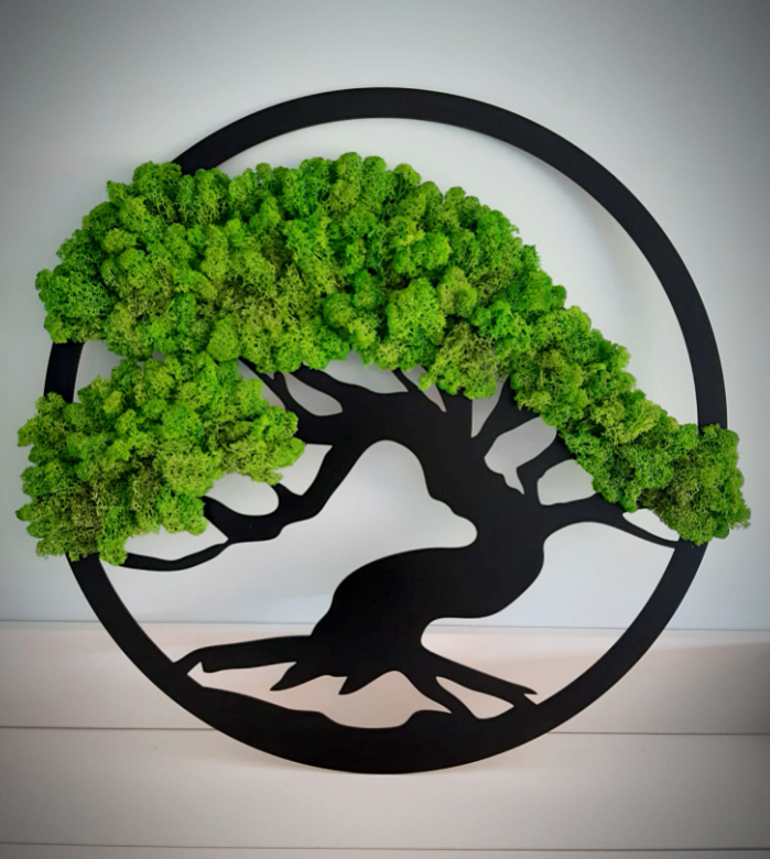 drzewo chrobotek bonsai