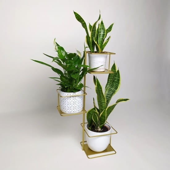 dzungla zloty kwietnik