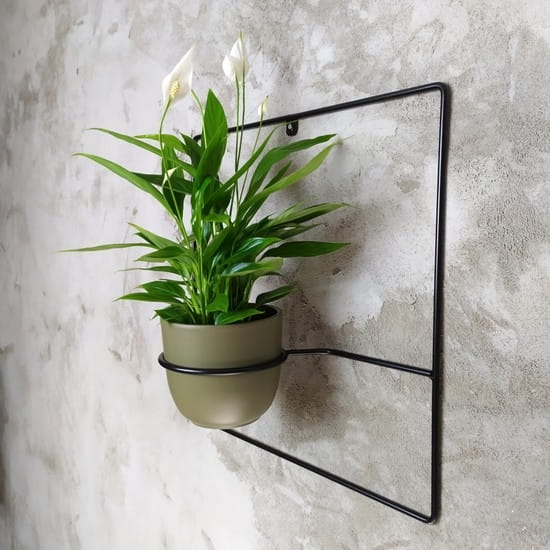 pilea+ czarny kwietnik