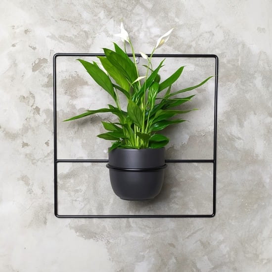pilea+ czarny kwietnik ścienny