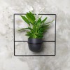 pilea+ czarny kwietnik ścienny