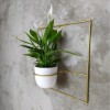 pilea+ złoty kwietnik