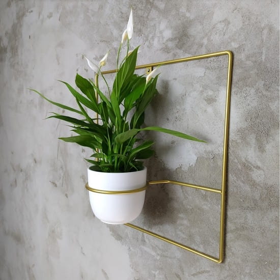 pilea+ złoty kwietnik
