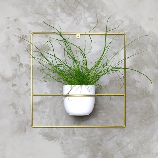 pilea+ złoty kwietnik