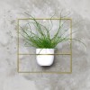 pilea+ złoty kwietnik