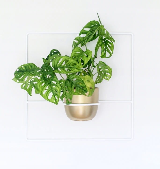 pilea+biały