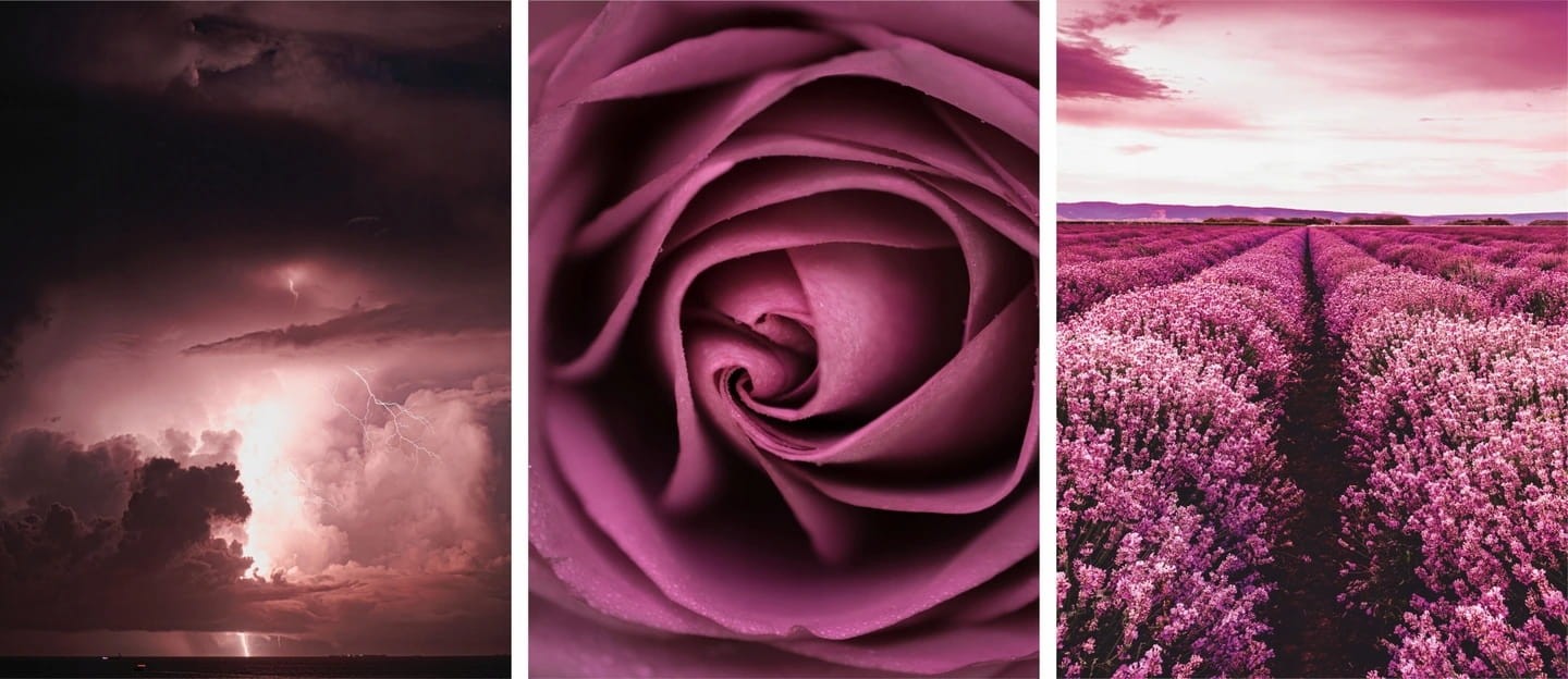 Plakaty zestaw roże