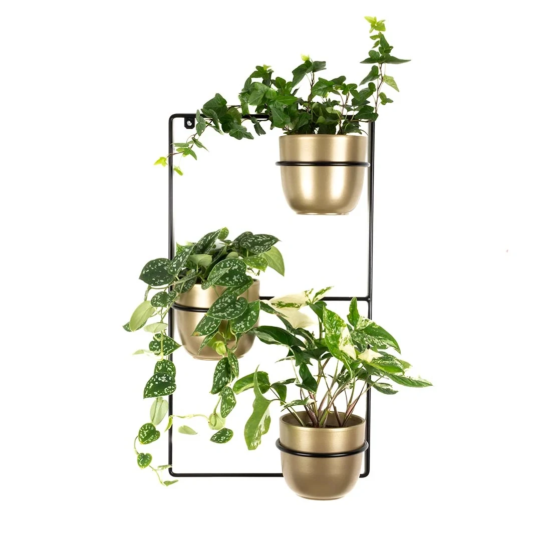 Kwietnik ścienny Zebrina czarny