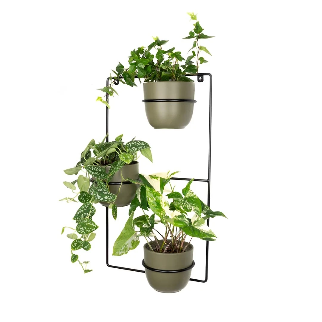 Kwietnik ścienny Zebrina czarny