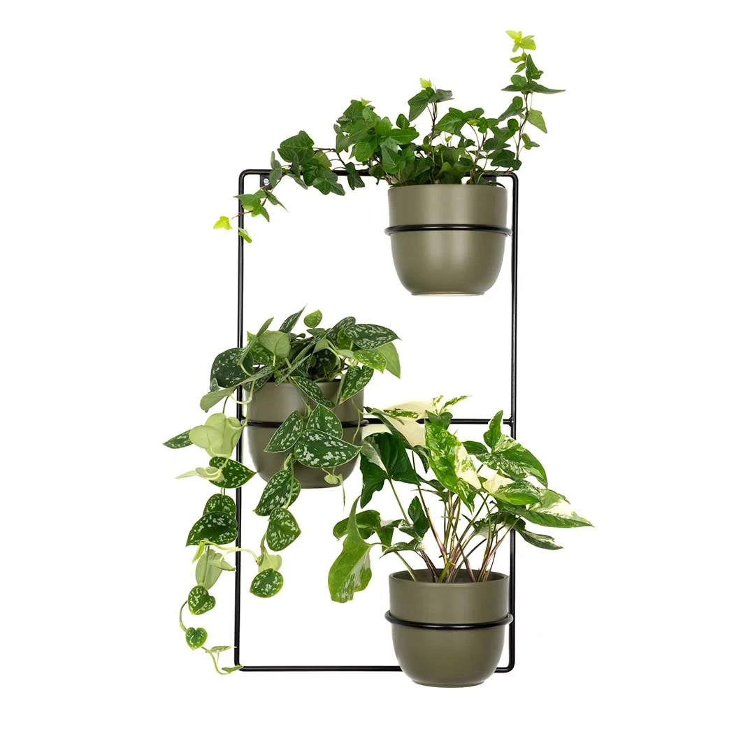 Kwietnik ścienny Zebrina czarny patihome.pl