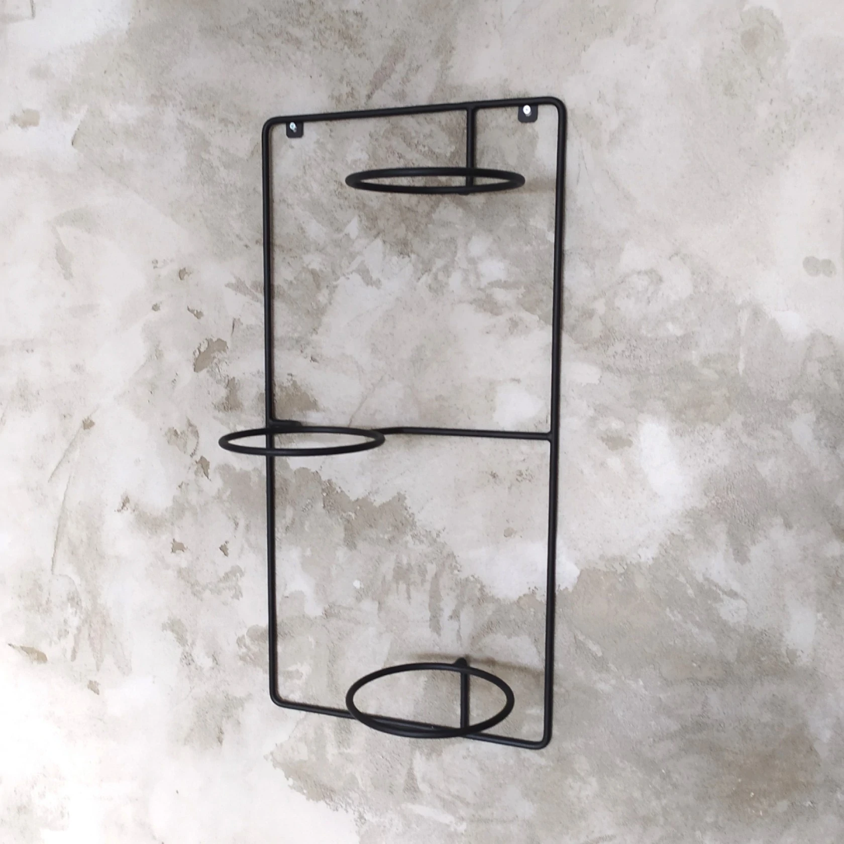 zebrina kwietnik czarny.webp