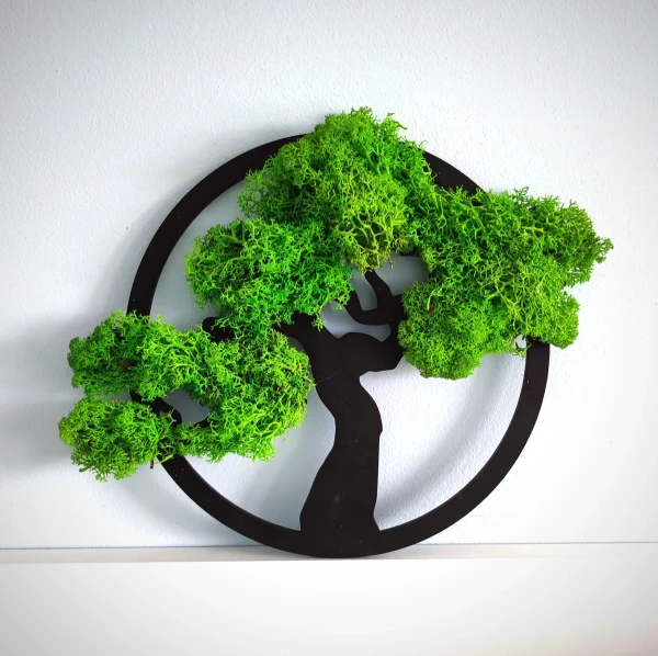 chrobotek ramka bonsai