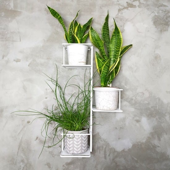 dzungla2 biały kwietnik