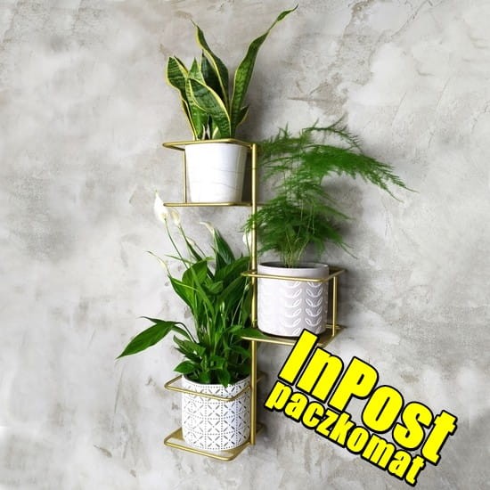 kwietnik złoty  wysyłka paczkomat