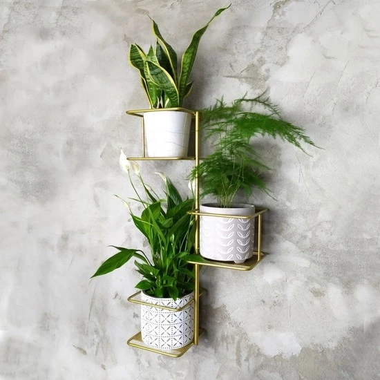 dzungla2 zloty patihome