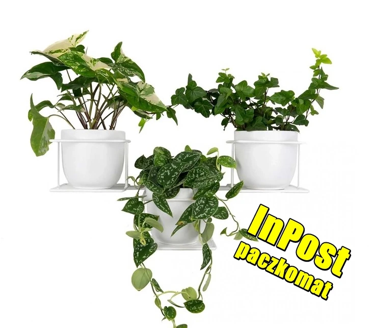 dzungla5 biały kwietnik inpost