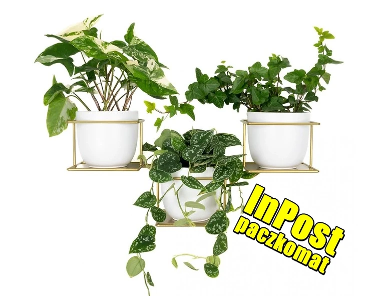 dzungla5 złoty kwietnik