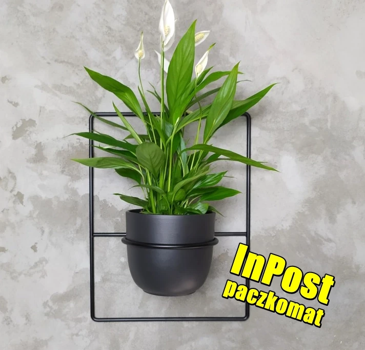 metalowy kwietnik pilea czarny inpost1.webp