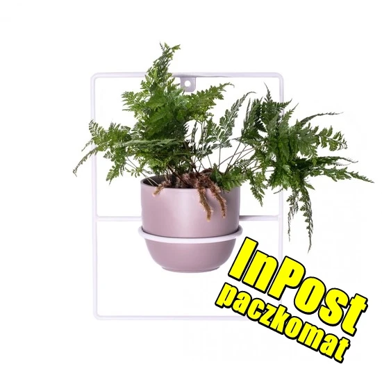 metalowy kwietnik pilea bialy