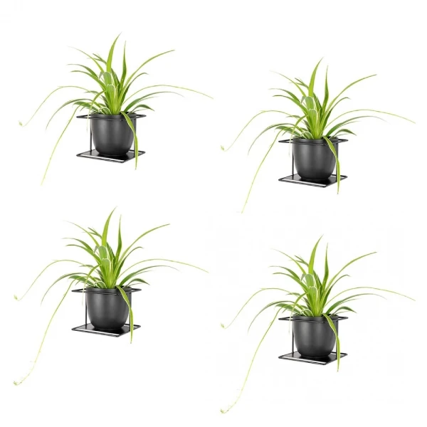 flora xl 4szt.webp