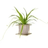 flora xl zloty