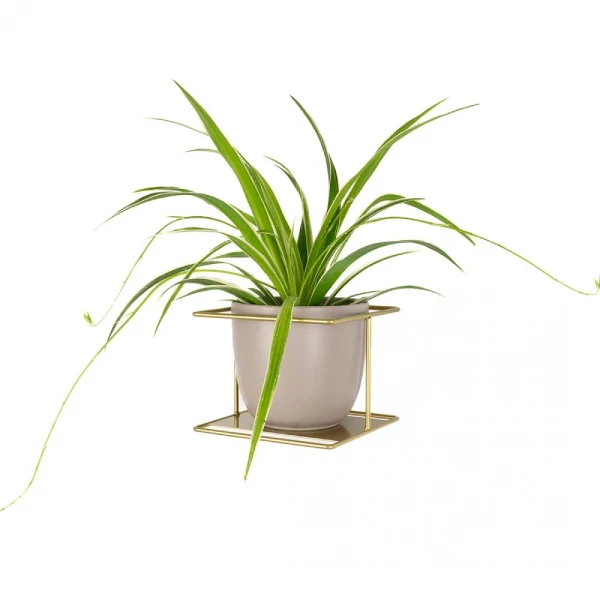 flora xl zloty