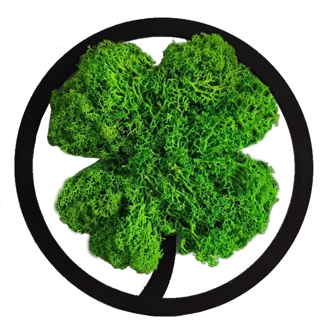 koniczyna-chrobotek dekoracja