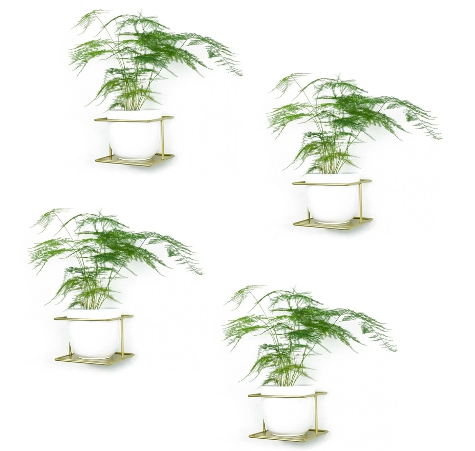 flora zloty kwietnik