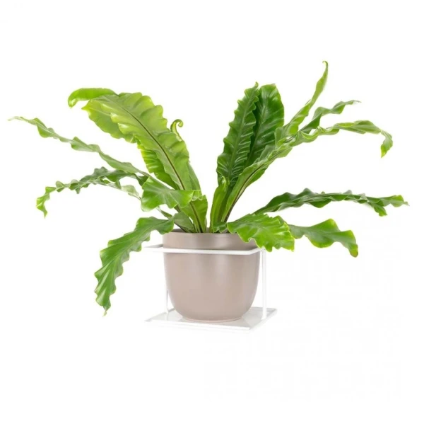 flora  bialy.webp