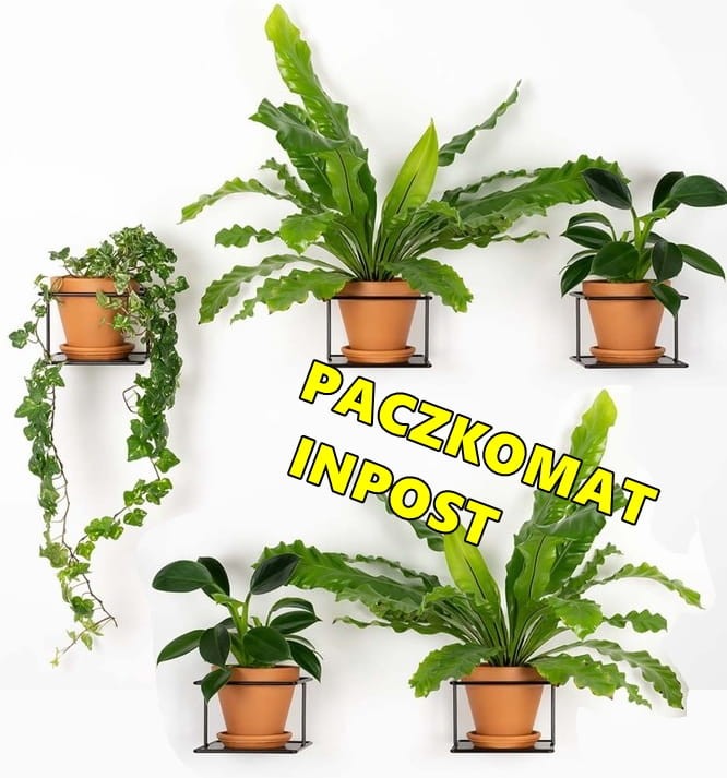 flora czarny  kwietnik