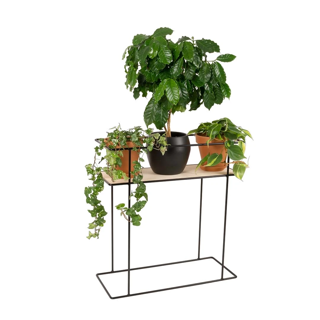 Kwietnik Stojący Aloes