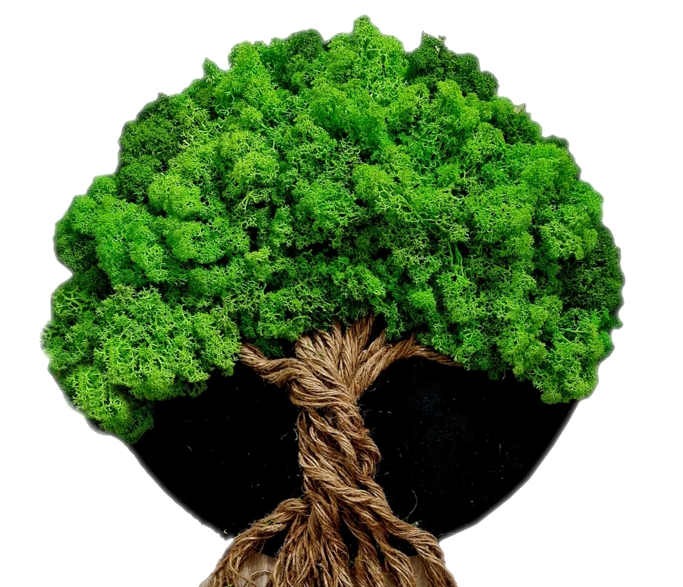 drzewko szczęścia z chrobotkiem