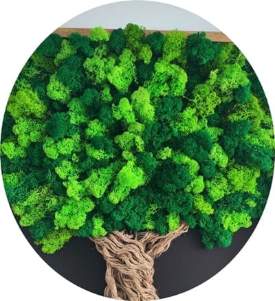 mieszany mech w drzewku