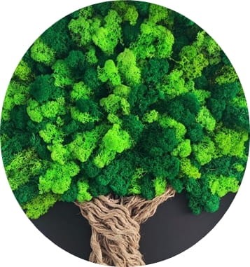 mieszany mech w drzewku patihome