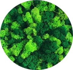 mieszany mech korona drzewka.jpg