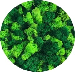 mieszany mech korona drzewka.jpg