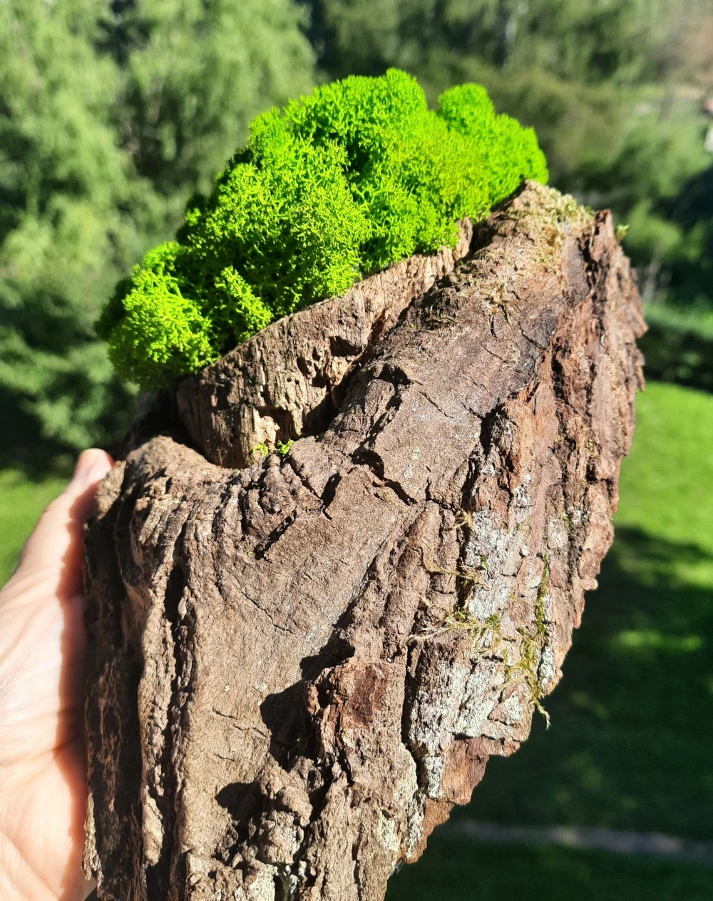 Dekoracja z drewna i chrobotka mech