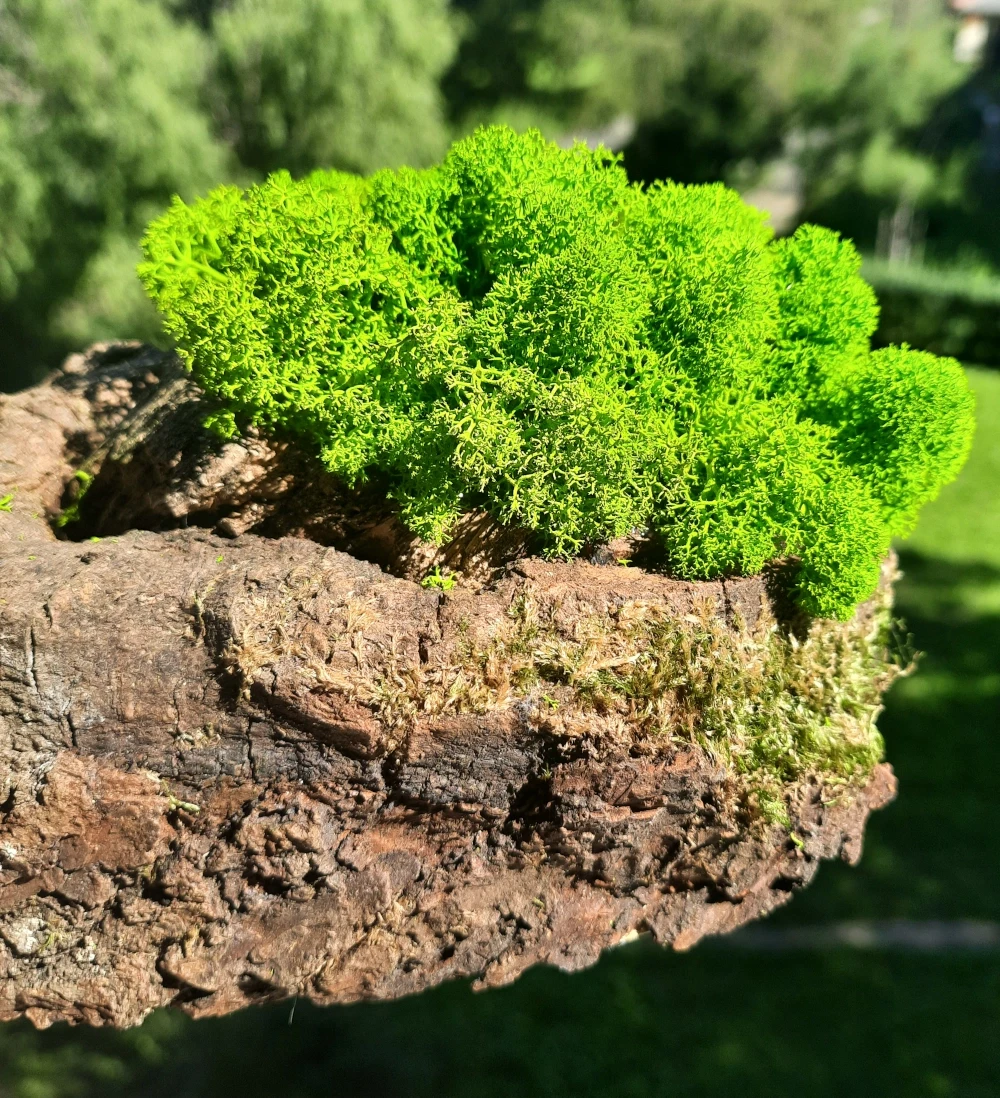 Dekoracja z drewna i chrobotka mech