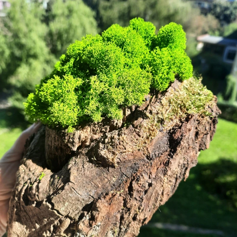 Dekoracja z drewna i chrobotka mech