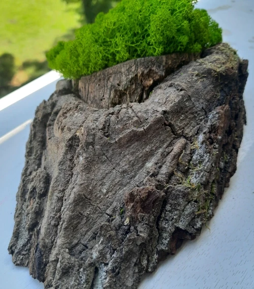 Dekoracja z drewna i chrobotka mech