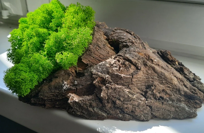 Dekoracja z drewna i chrobotka mech