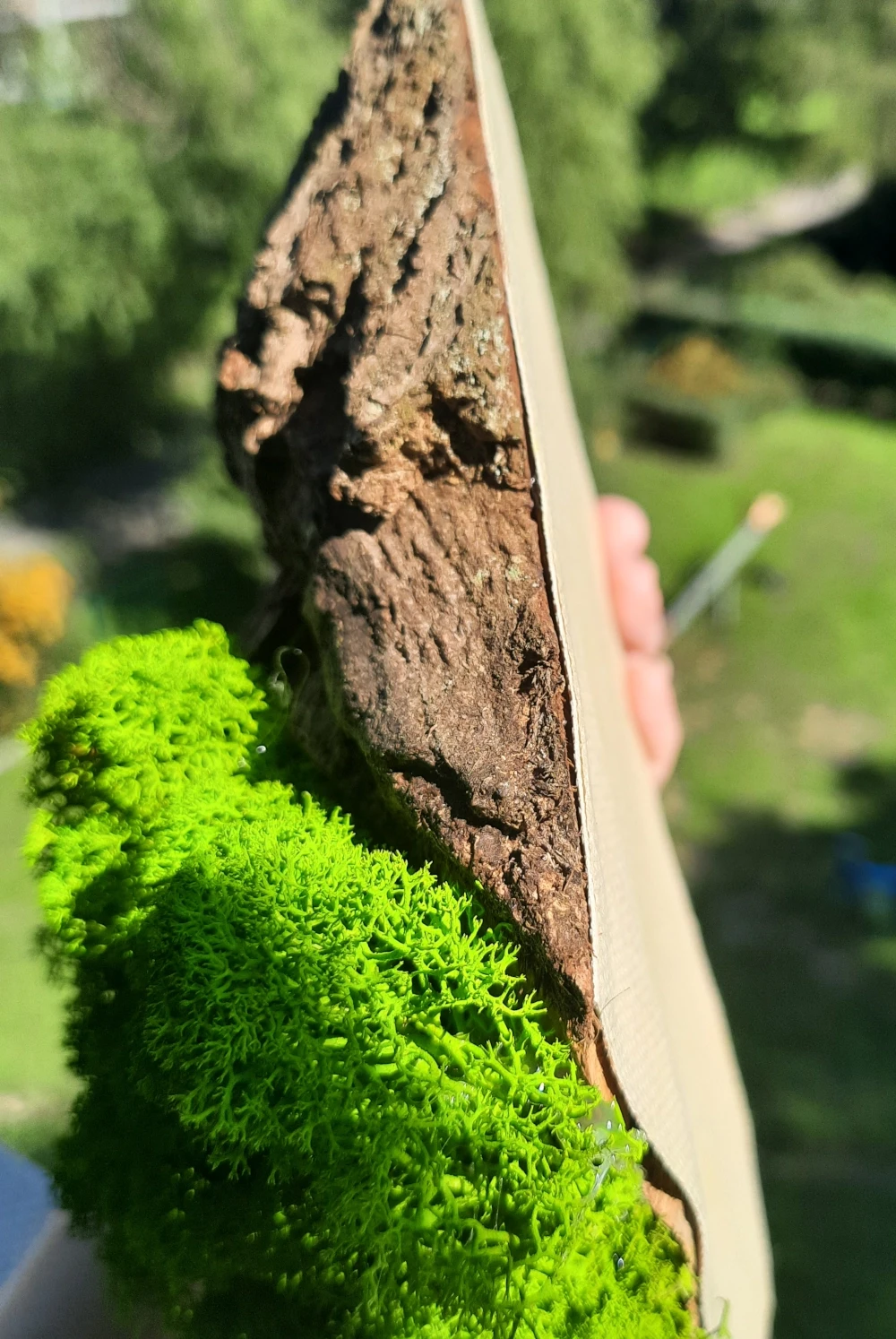 Dekoracja z drewna i chrobotka mech