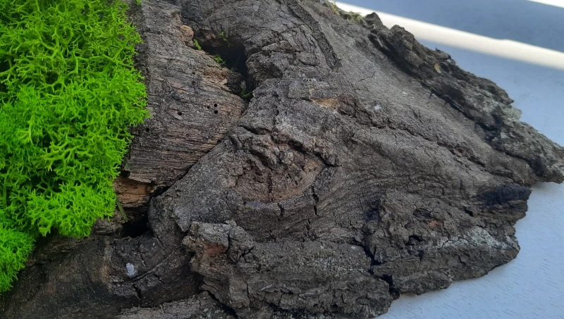 Dekoracja z drewna i chrobotka mech