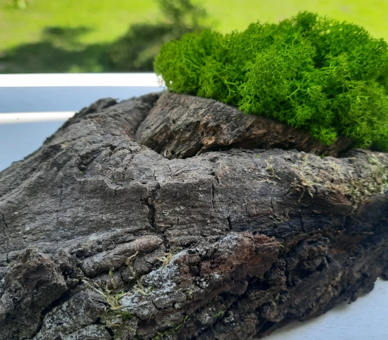 Dekoracja z drewna i chrobotka mech