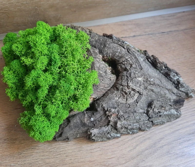 Dekoracja z drewna i chrobotka mech