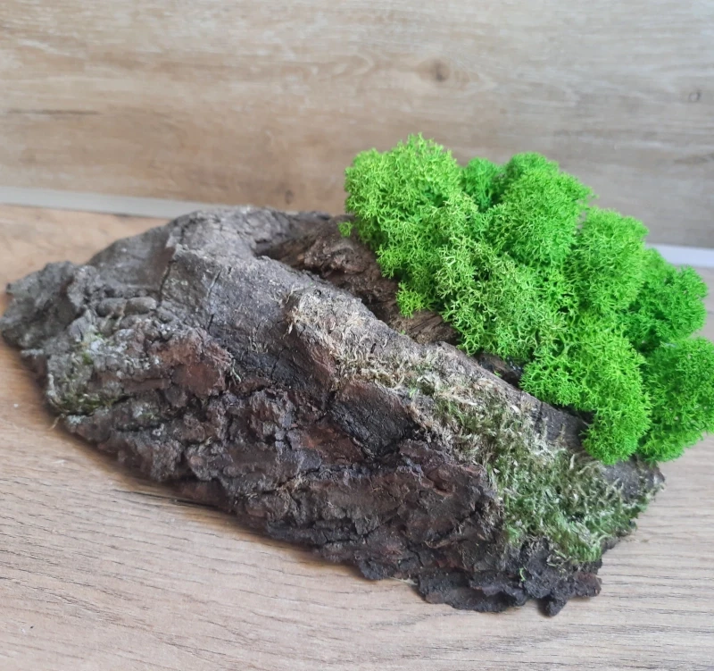 Dekoracja z drewna i chrobotka mech