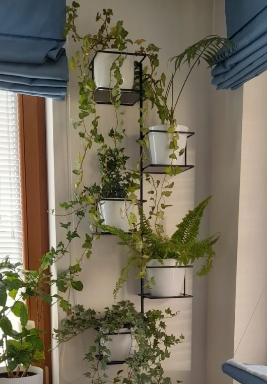 kwietnik dzungla domowe kwietniki