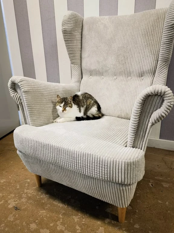 Fotel uszak sztruks Poso 100