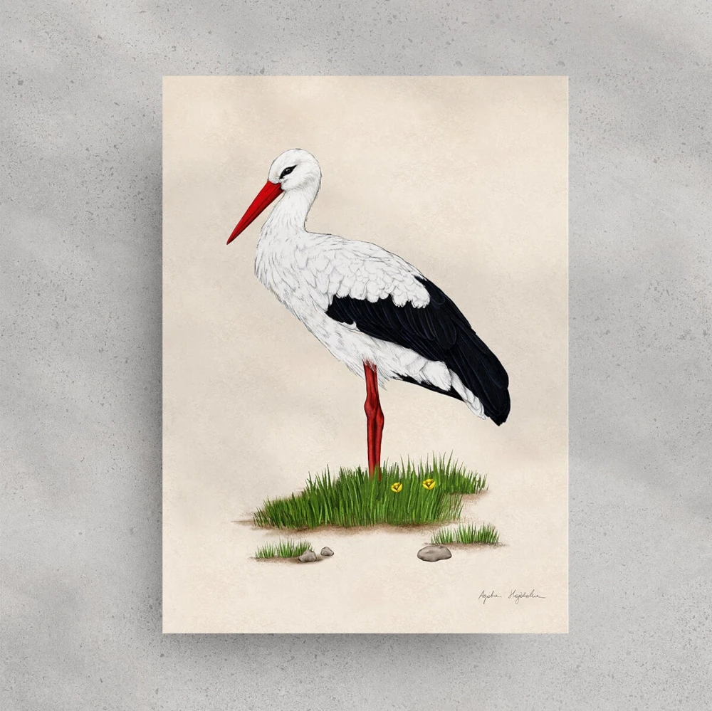 30x40 kartka 2 bocian.webp