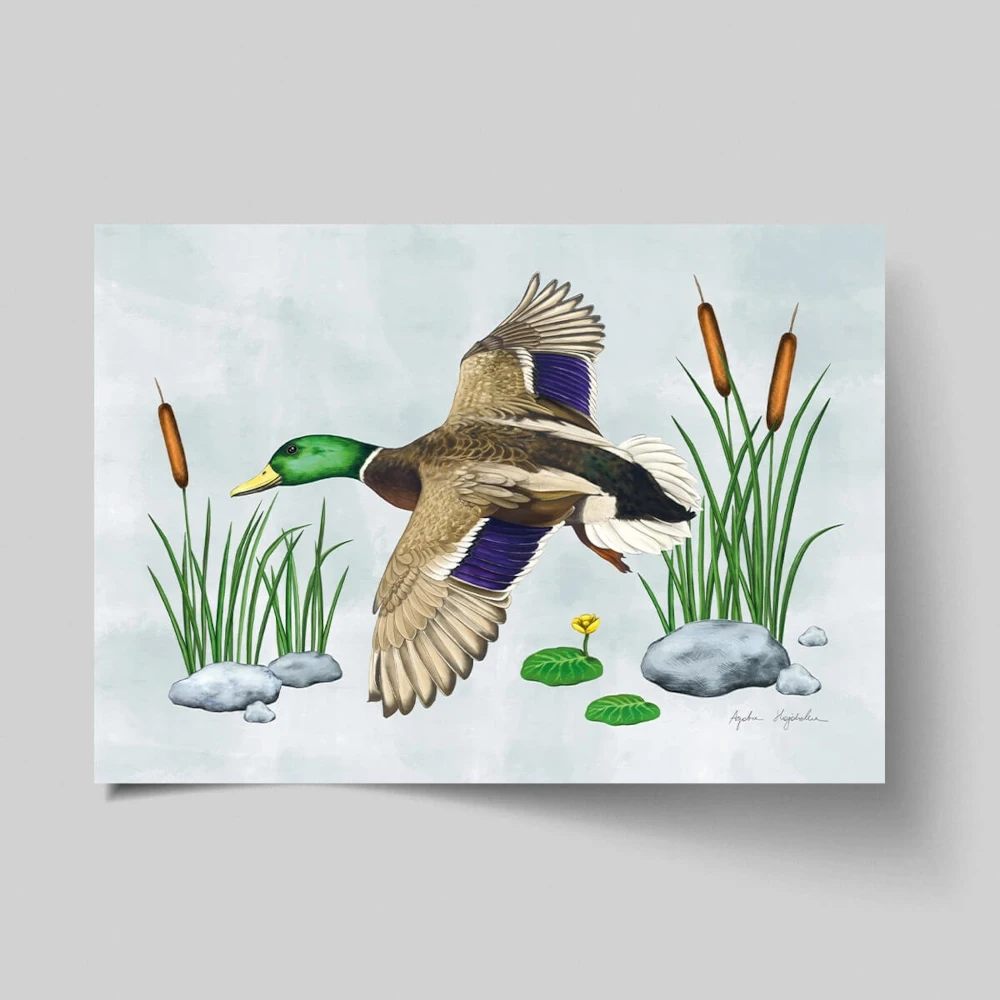 21x30 kartka 1 kaczka w locie.webp